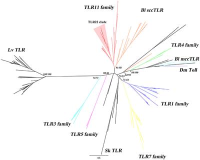 Characterization of the TLR Family in Branchiostoma lanceolatum and Discovery of a Novel TLR22-Like Involved in dsRNA Recognition in Amphioxus
